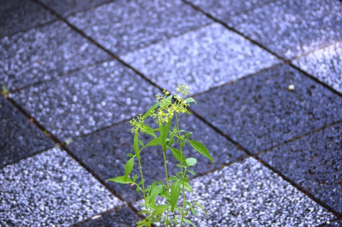DSC02622