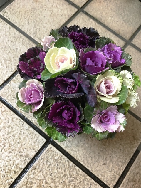 ミニ葉ボタン鉢