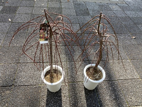 しだれうめ７寸