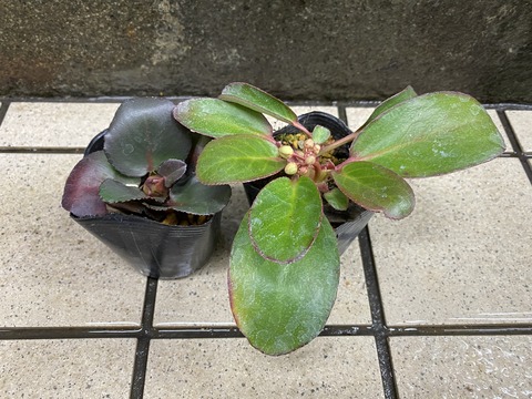 赤花ヒマラヤユキノシタ