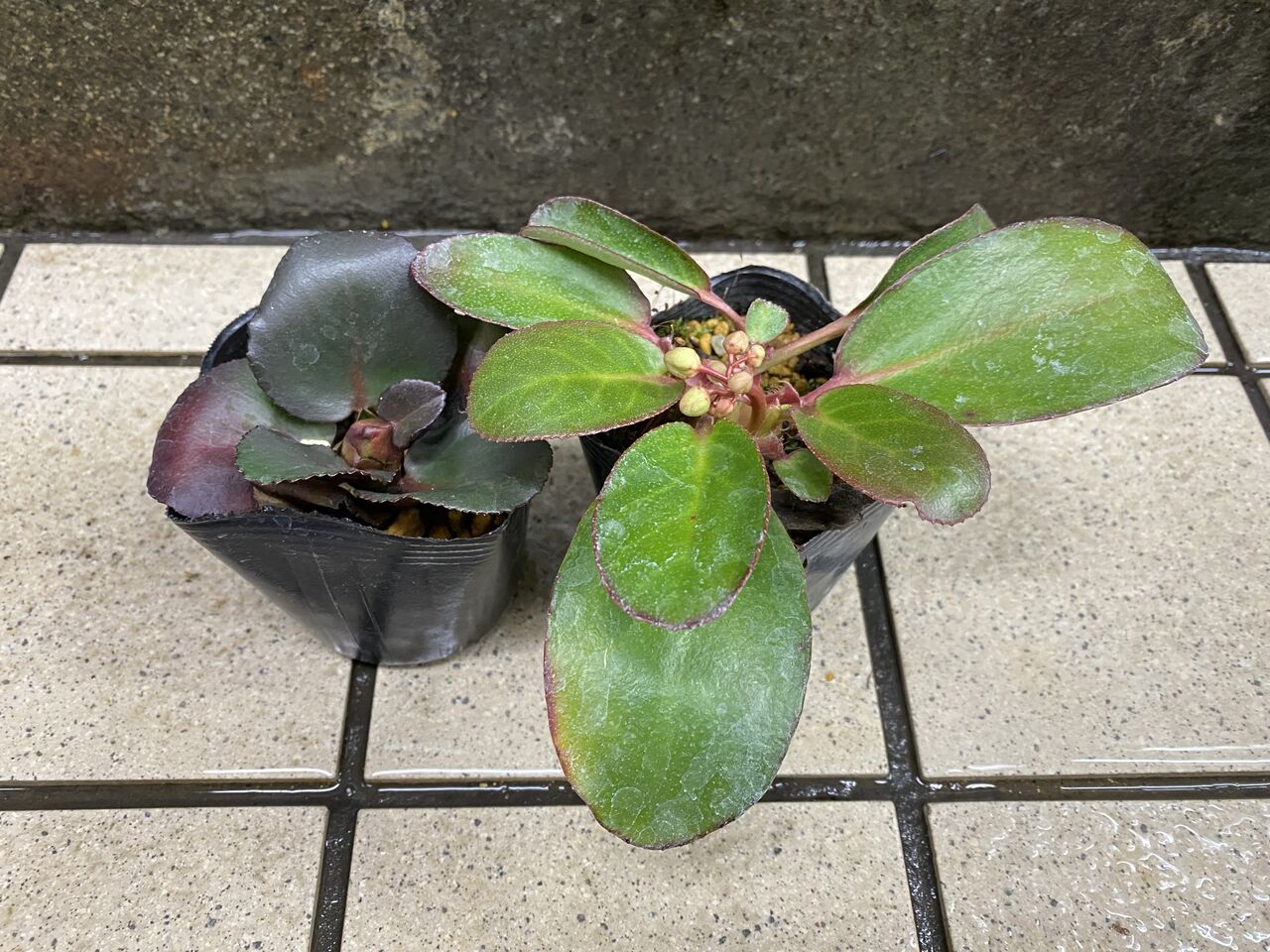 赤花ヒマラヤユキノシタ販売 花重 京都 Hanajyu 赤花ヒマラヤユキノシタ販売 花重 京都 Hanajyu