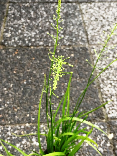 野州花石菖