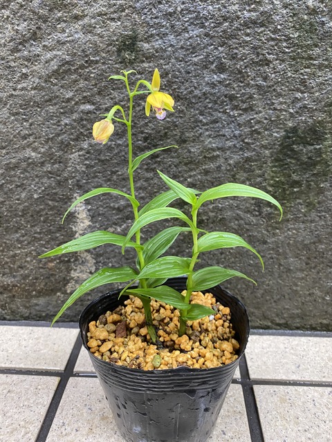 屋久島カキラン