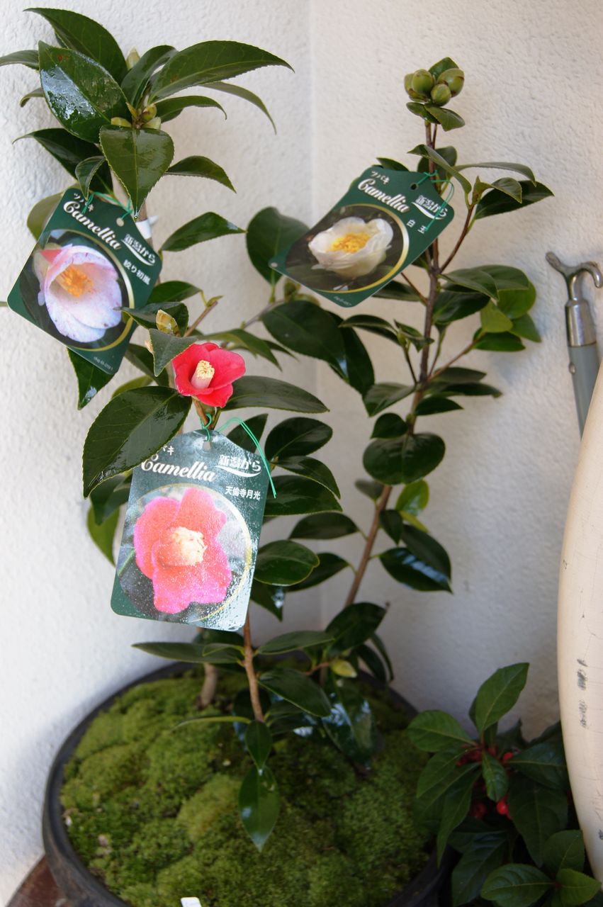 椿寄せ植え販売 花重 京都 Hanajyu 椿寄せ植え販売 花重 京都 Hanajyu