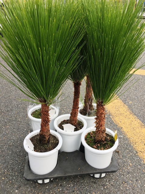 ６寸ダイオウマツ