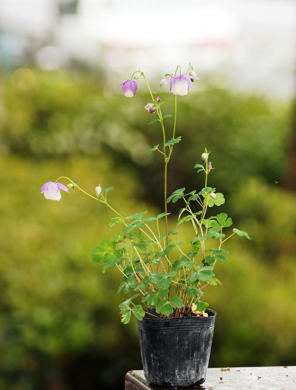 和オダマキ各種入荷 花重 京都 Hanajyu 和オダマキ各種入荷 花重 京都 Hanajyu