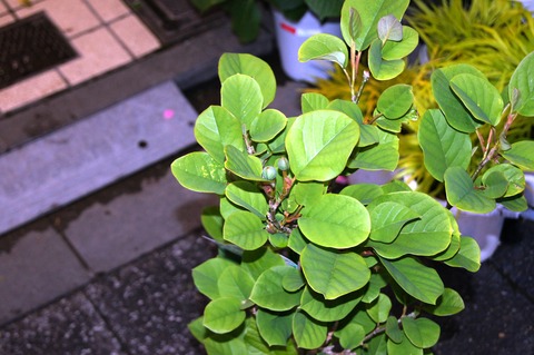 DSC02511