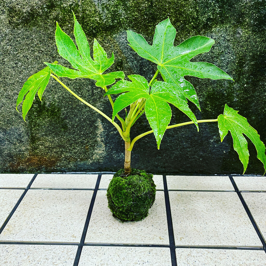 花重 京都 Hanajyu 苔販売店 花重 京都 Hanajyu 苔販売店