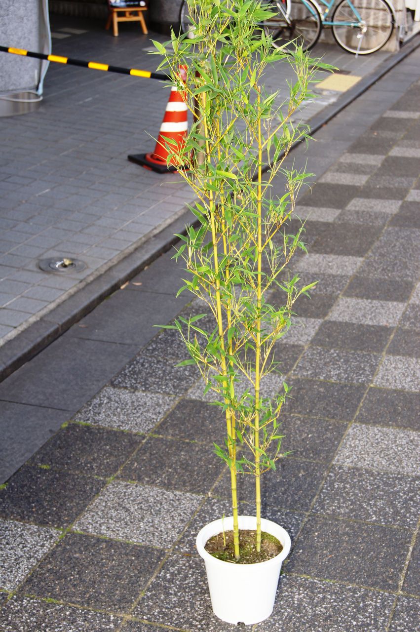 ホテイチク入荷販売 : 花重 京都 hanajyu