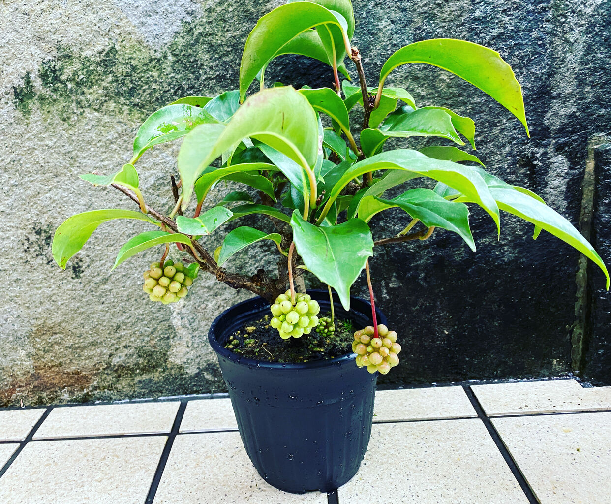 サネカズラ入荷 花重 京都 Hanajyu