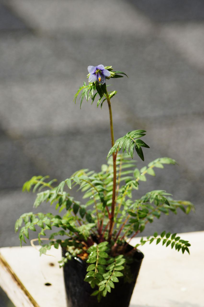 エゾハナシノブ販売 花重 京都 Hanajyu エゾハナシノブ販売 花重 京都 Hanajyu
