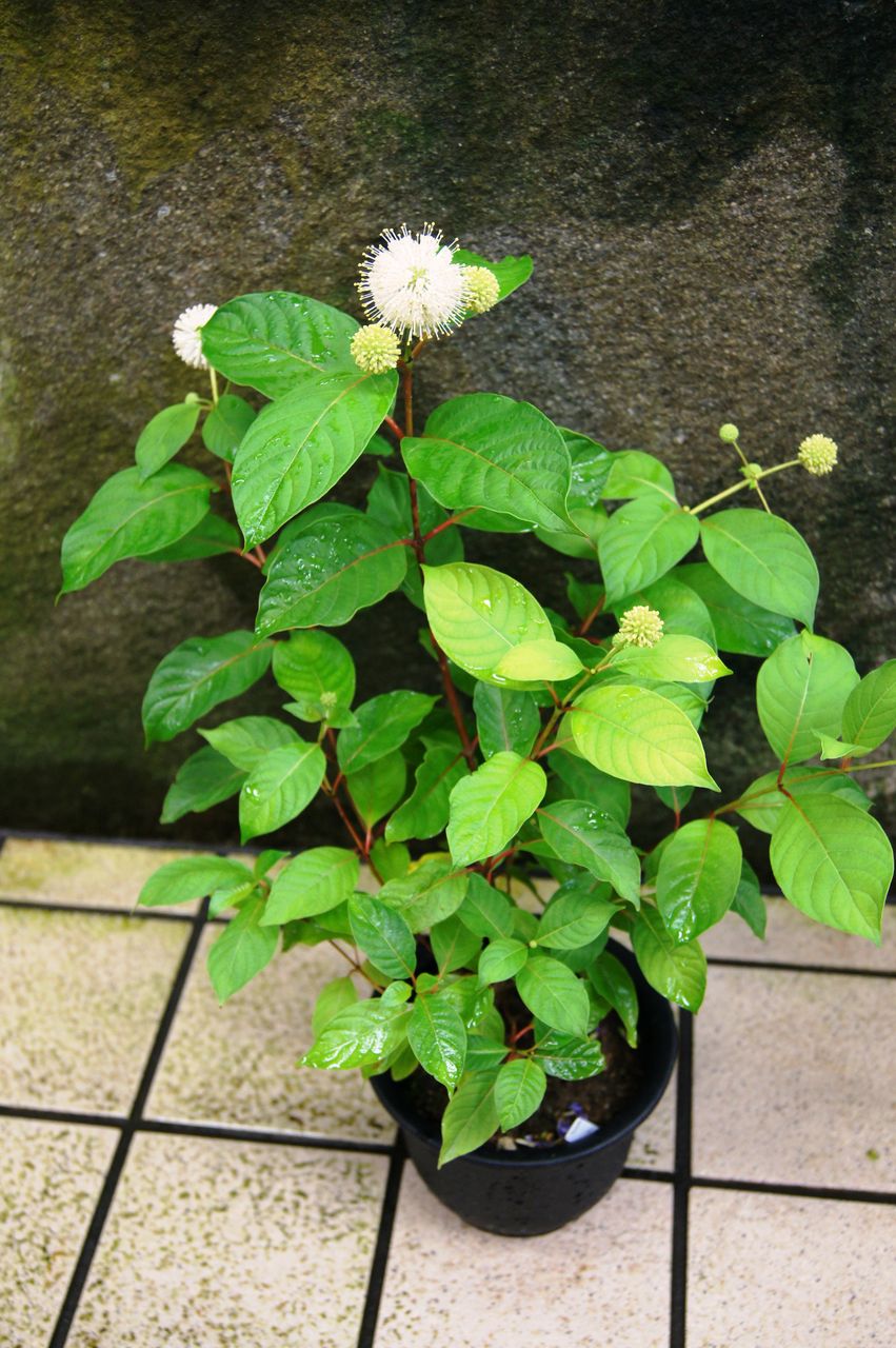 タニワタリの木の鉢物 花重 京都 Hanajyu