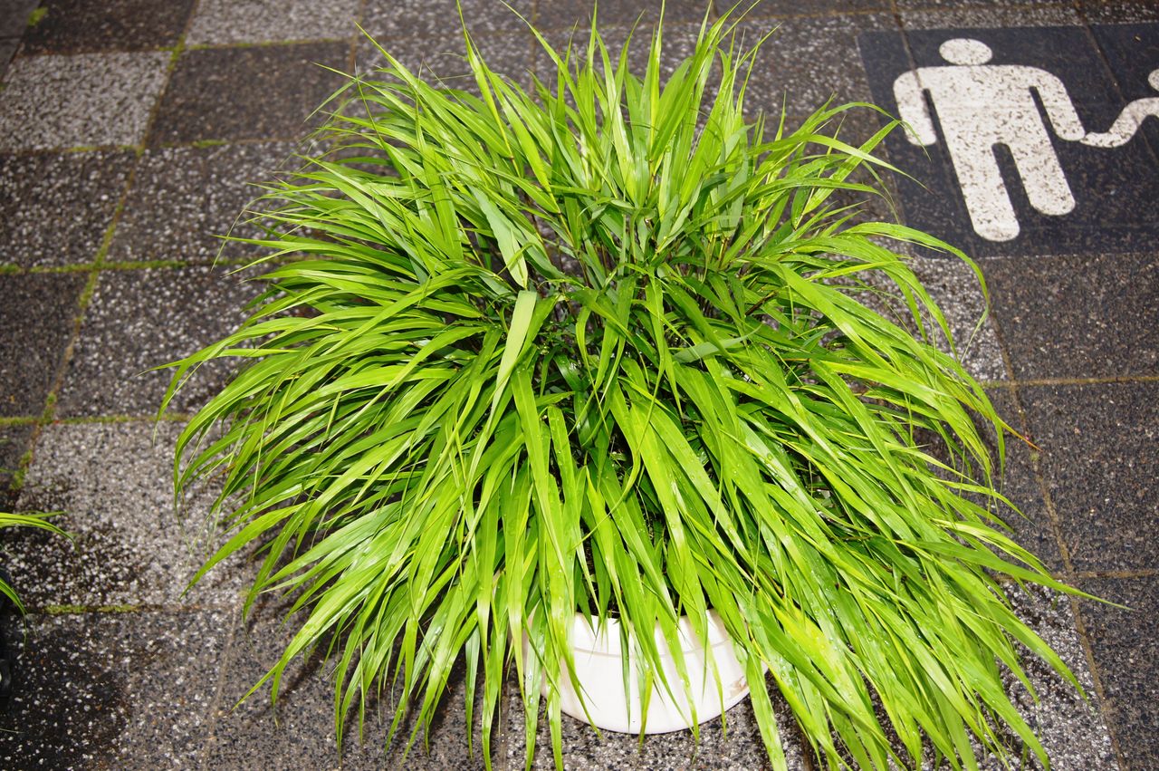 風知草入荷情報 花重 京都 Hanajyu 風知草入荷情報 花重 京都 Hanajyu