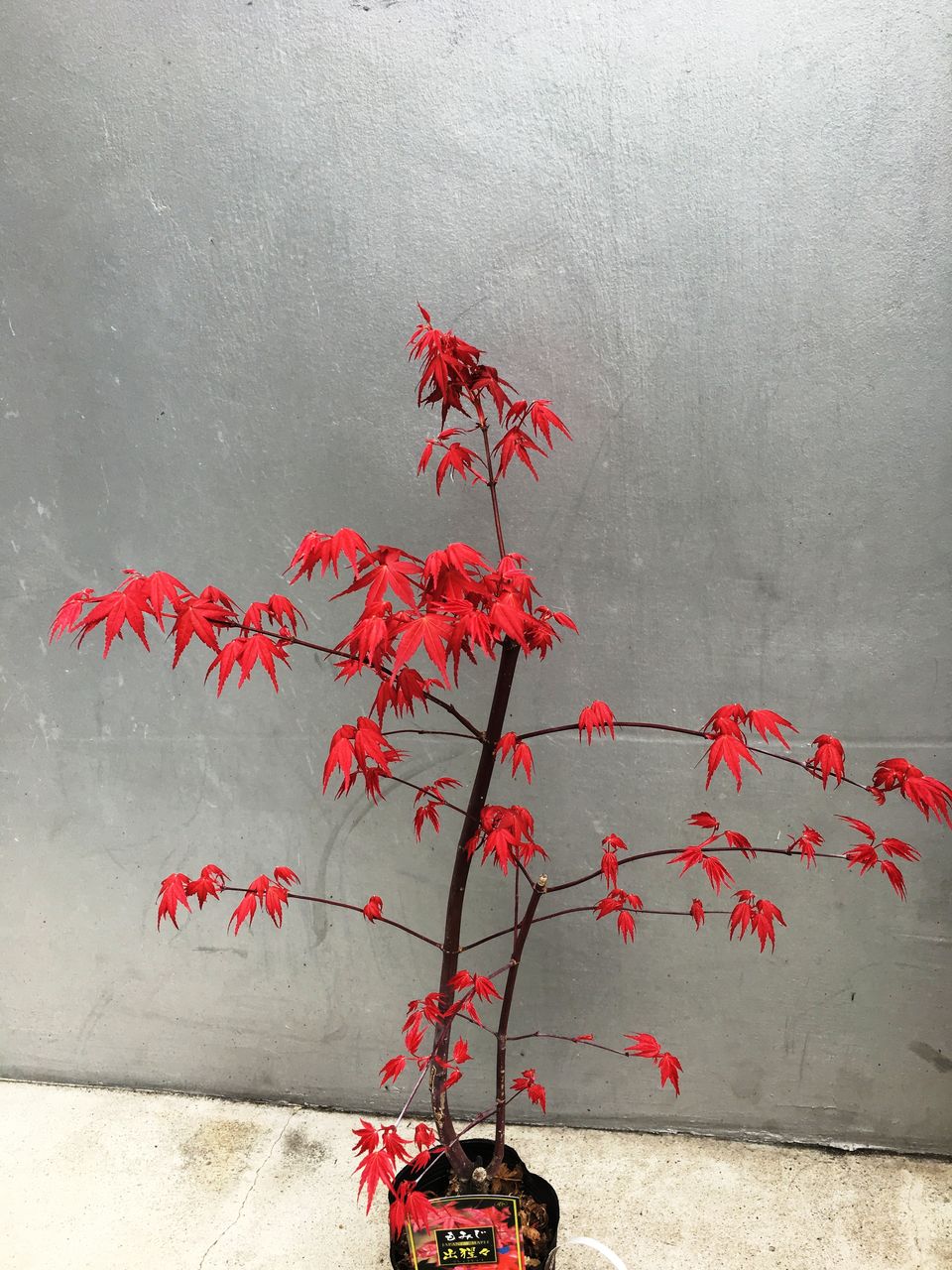 赤系もみじ出猩々入荷 花重 京都 Hanajyu 赤系もみじ出猩々入荷 花重 京都 Hanajyu