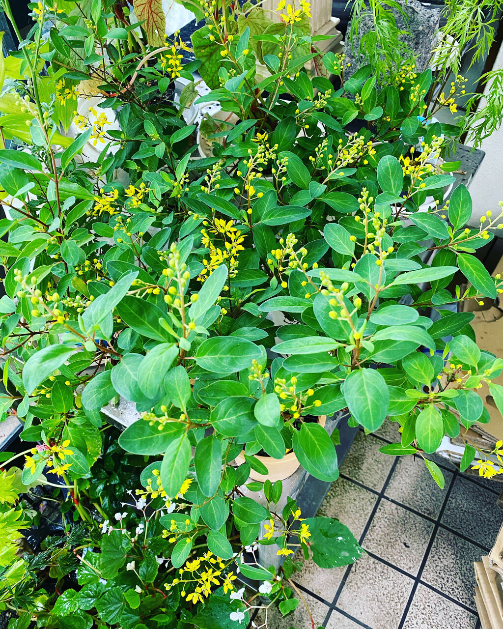 花重 京都 Hanajyu 茶花栽培 花重 京都 Hanajyu 茶花栽培