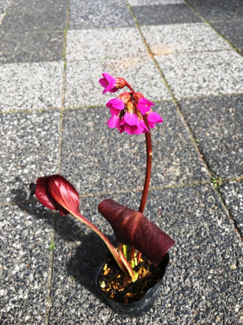 ヒマラヤユキノシタ