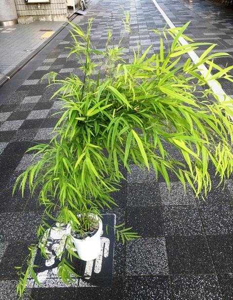 かぐや姫ブラジルの竹