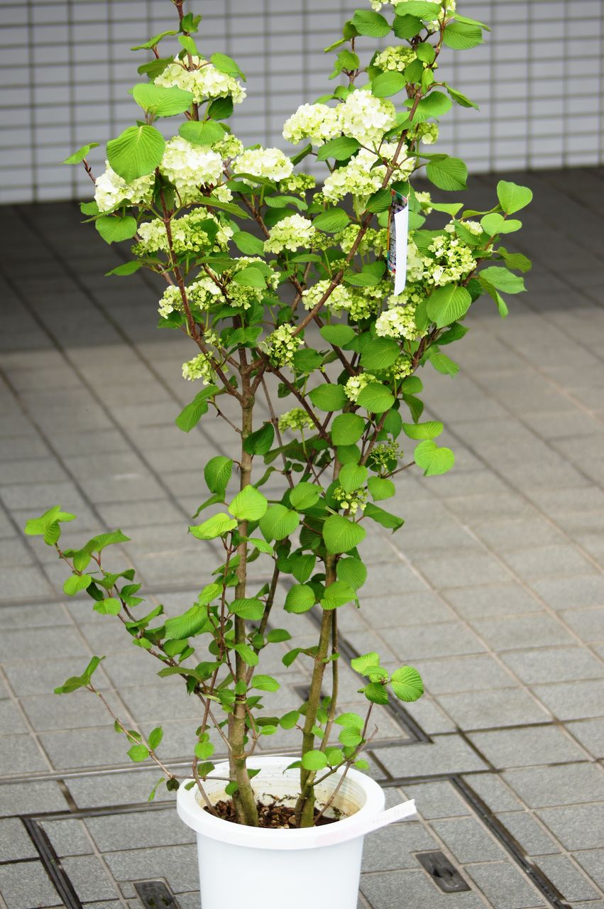 大手毬 おおでまり 取り寄せ 花重 京都 Hanajyu