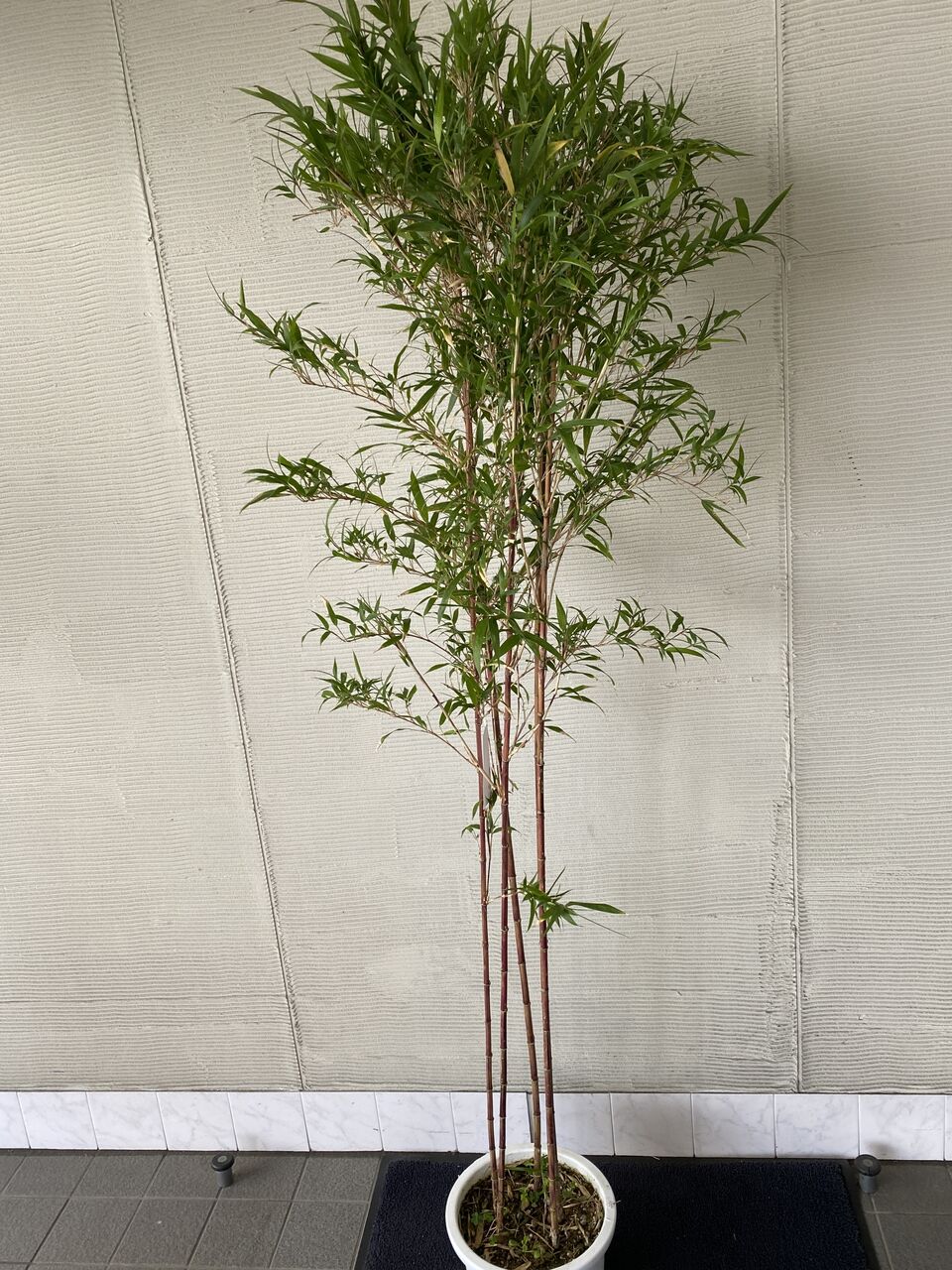 黒竹　鉢付き Amazon | 黒竹 鉢植え 180 クロチク くろたけ 常緑樹 | 植木