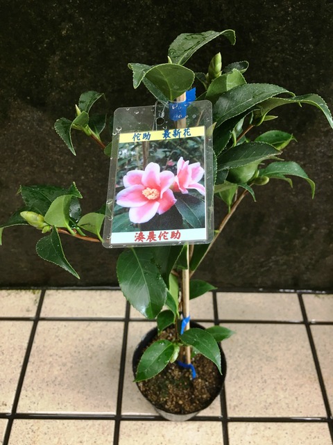 湊晨侘助