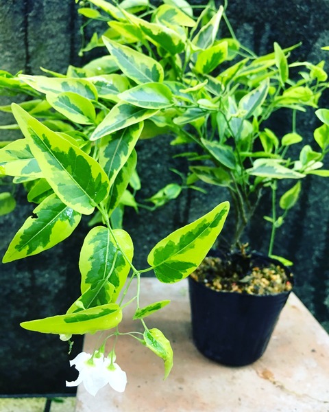 斑入りヤマホロシ