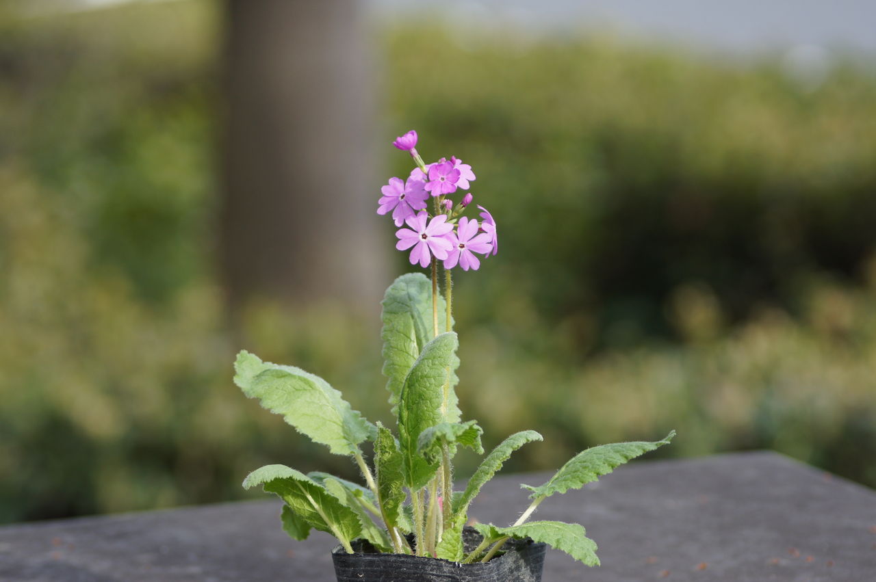 日本桜草入荷 花重 京都 Hanajyu