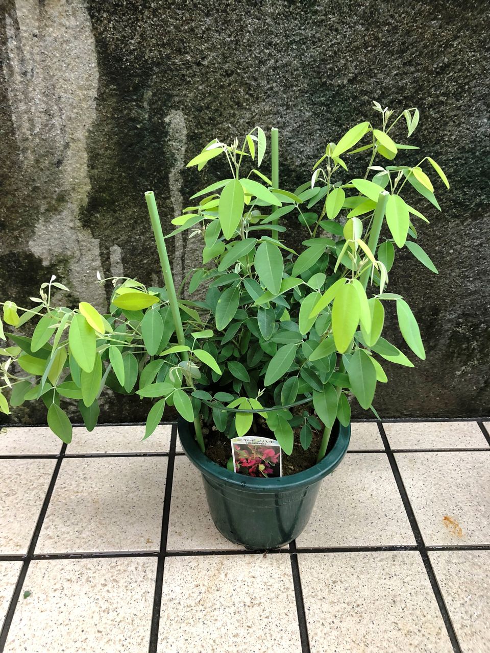 花重 京都 Hanajyu 萩販売