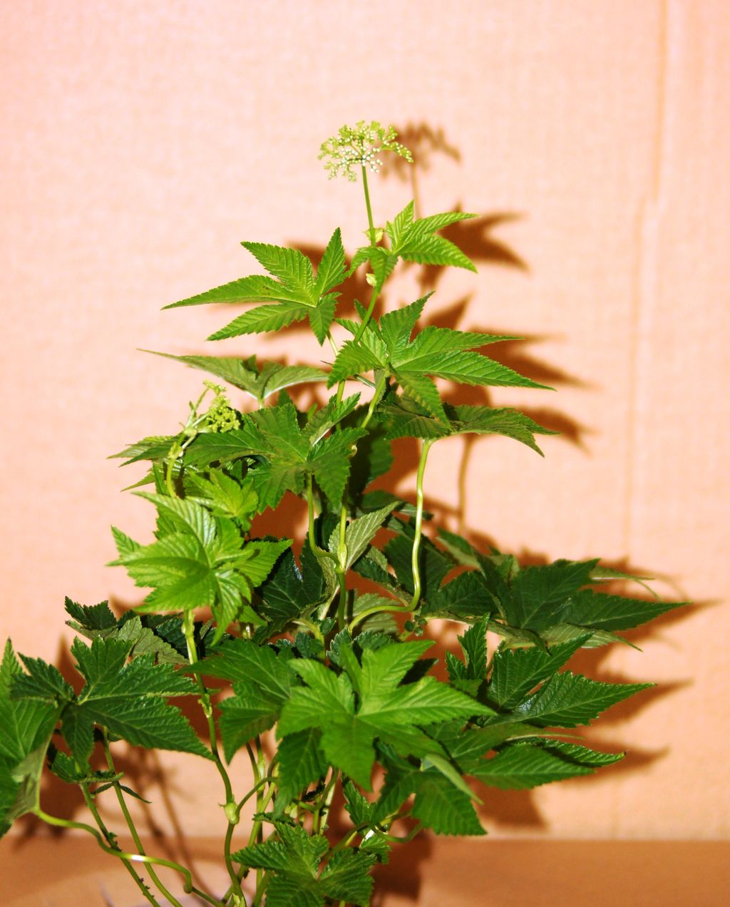 花重 京都 Hanajyu July 13