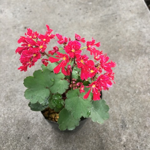 小輪多花紅小輪ダイモンジソウ