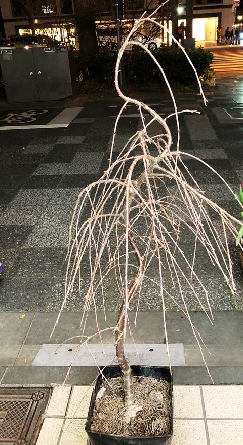 フジシダレザクラ