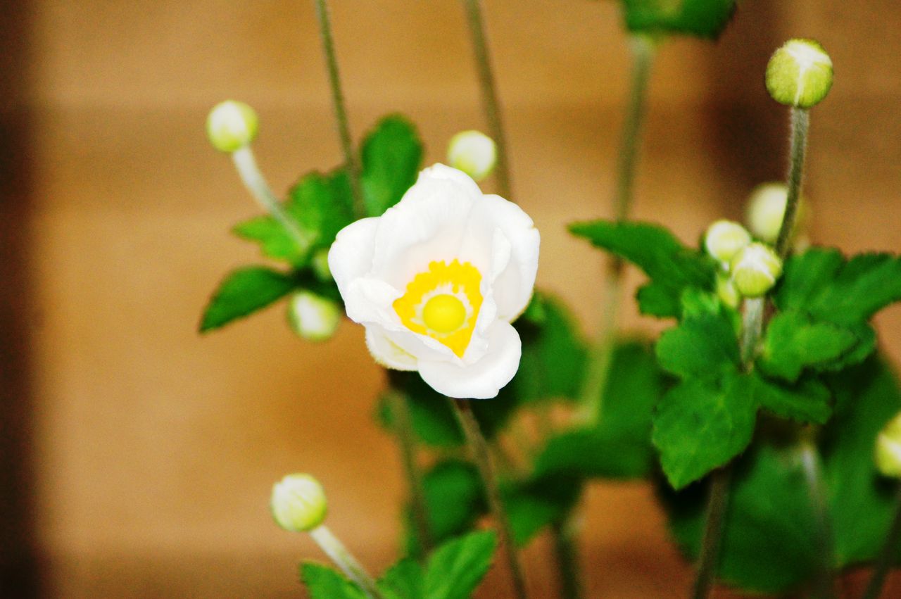 花重 京都 Hanajyu 秋明菊育て方