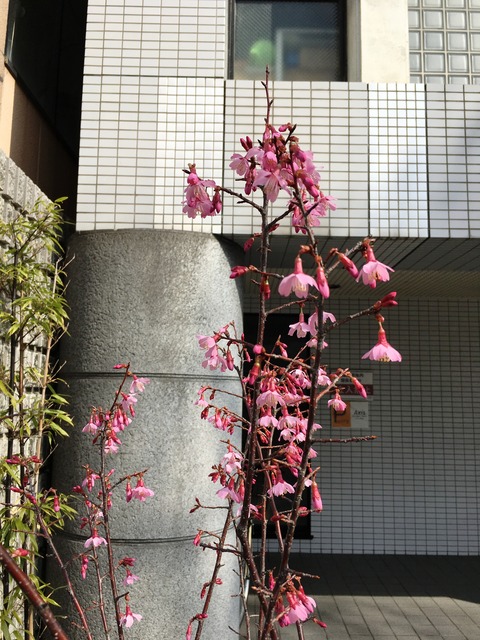 寒緋桜