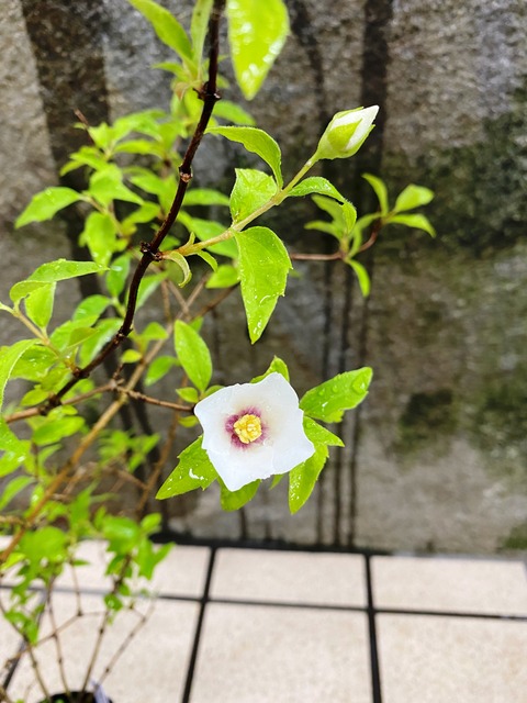 日の丸梅花空木