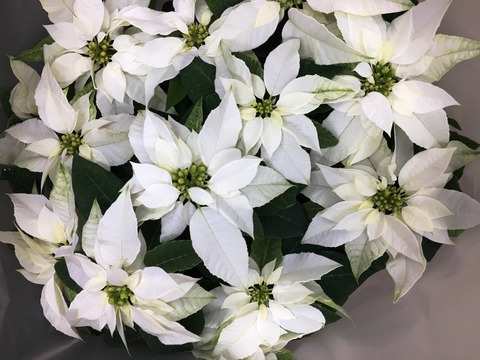 ポインセチア白