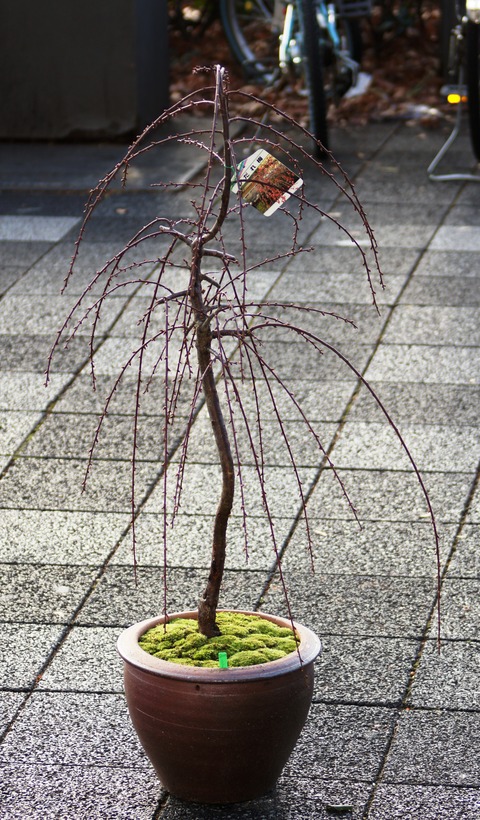 DSC03016