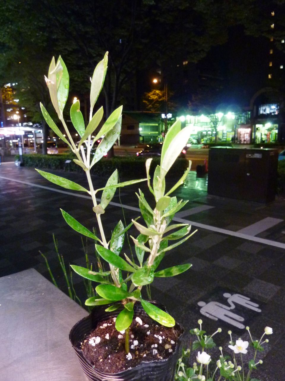 花重 京都 Hanajyu オリーブ鉢販売 花重 京都 Hanajyu オリーブ鉢販売