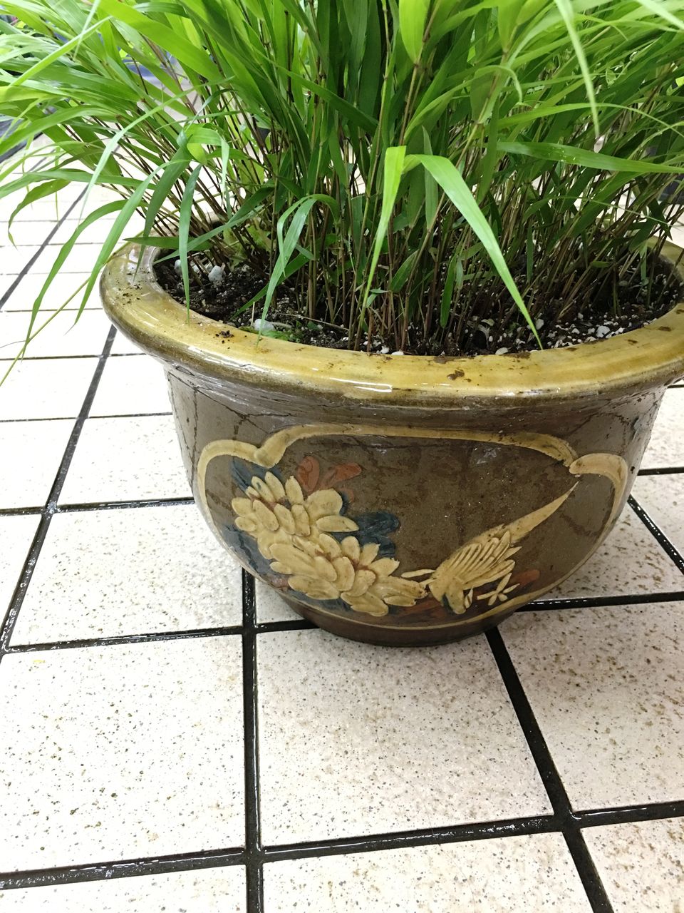 特大良品風知草❗フウチソウ36号鉢1鉢 特大良品風知草❗フウチソウ36号鉢1鉢 特大良品風知草❗フウチソウ36