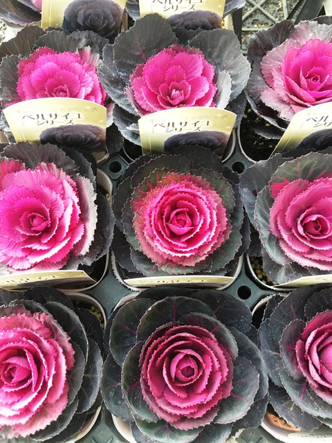 葉牡丹ブラックルシアン