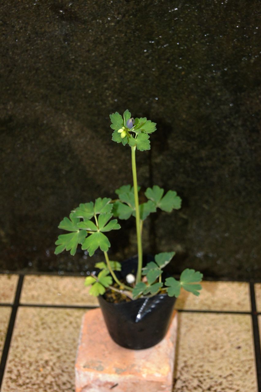 深山オダマキ販売 花重 京都 Hanajyu