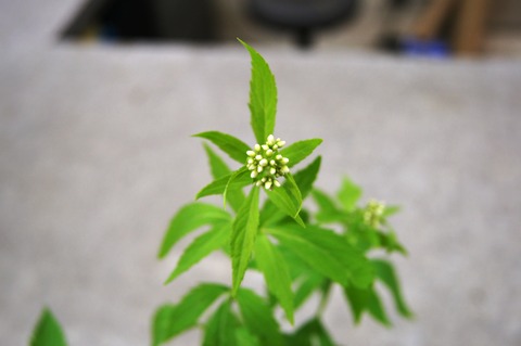 DSC01954