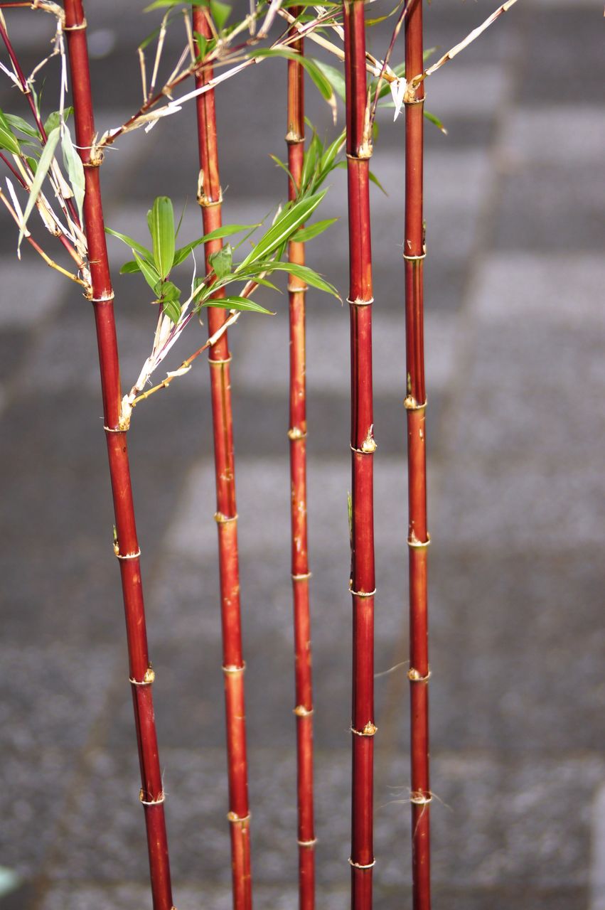 朱竹鉢販売 花重 京都 Hanajyu