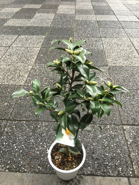 秋の山椿