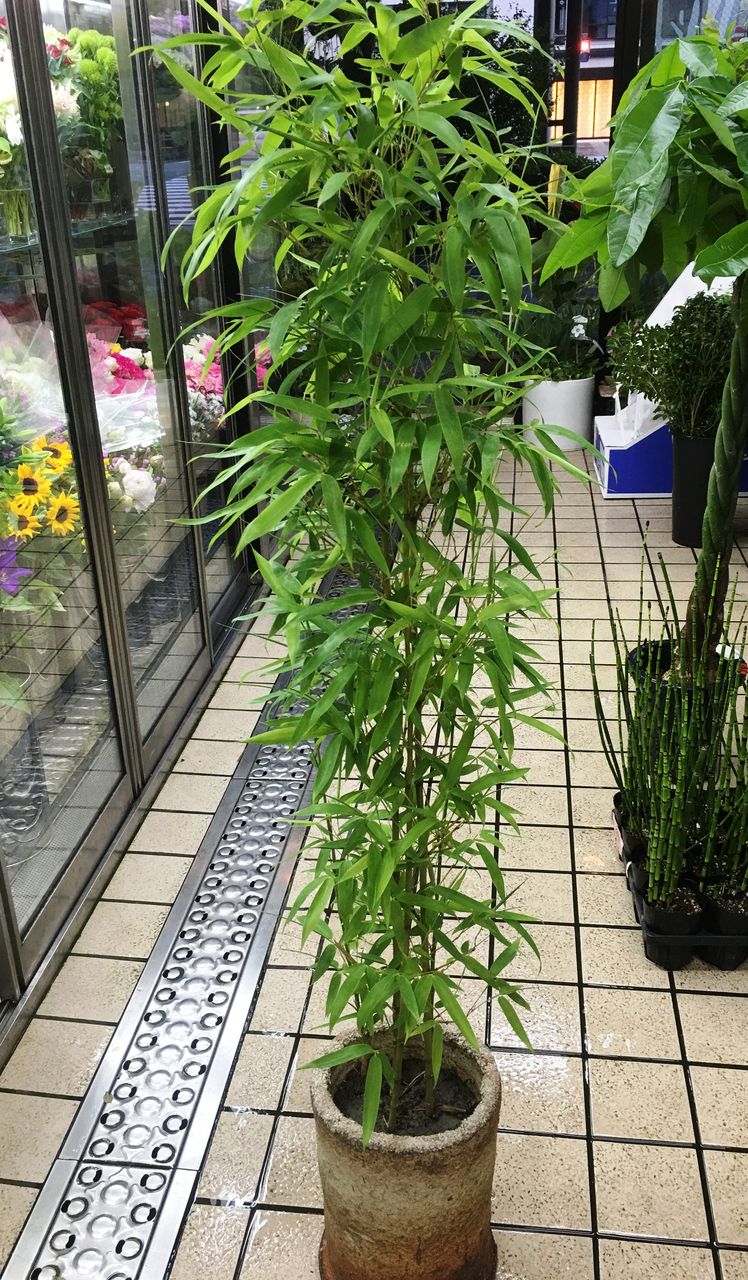 花重 京都 Hanajyu 竹鉢販売品種一覧 花重 京都 Hanajyu 竹鉢販売品種一覧