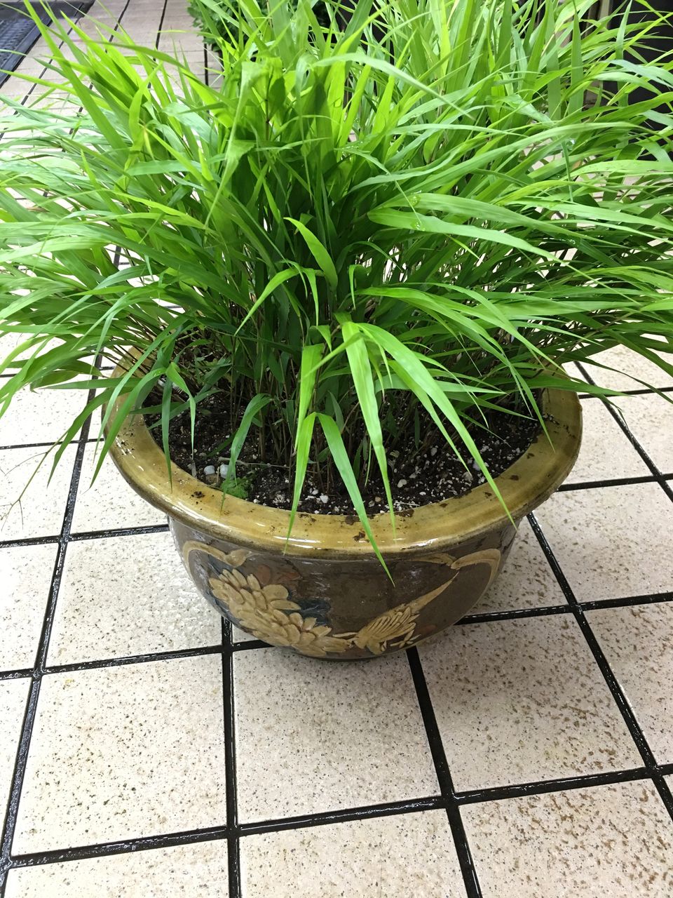 特大良品風知草❗フウチソウ36号鉢1鉢 特大良品風知草❗フウチソウ36号鉢1鉢 特大良品風知草