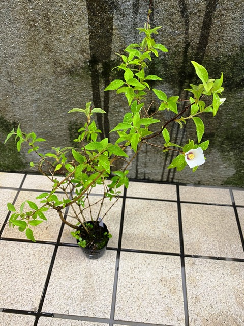 ヒノマルバイカウツギ