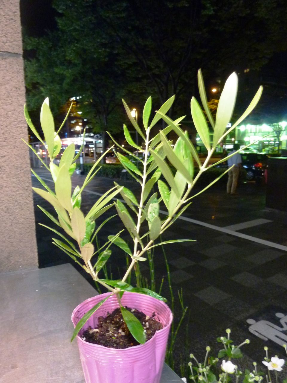 花重 京都 Hanajyu オリーブ鉢販売 花重 京都 Hanajyu オリーブ鉢販売