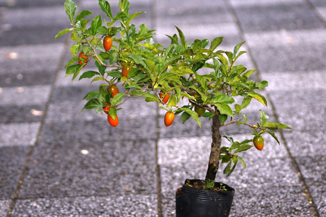 老爺柿販売 : 花重 京都 hanajyu