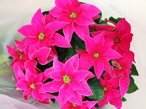 プリンセチアピンク