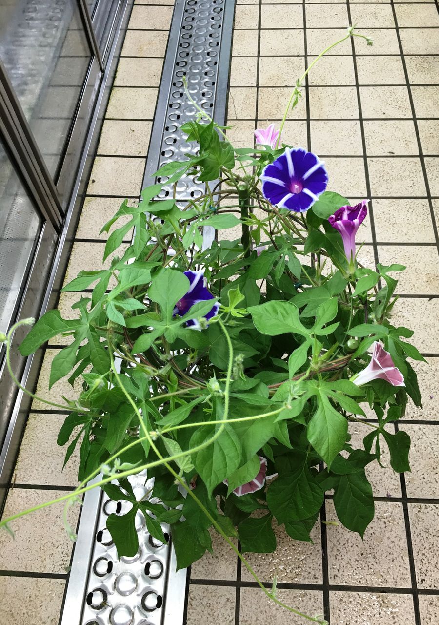 朝顔鉢販売 花重 京都 Hanajyu