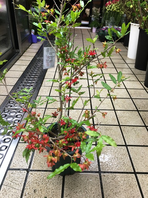 オクナ セルラータ